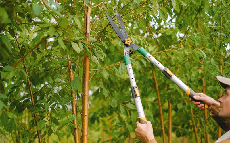 Tree trimming in Mercer, ND